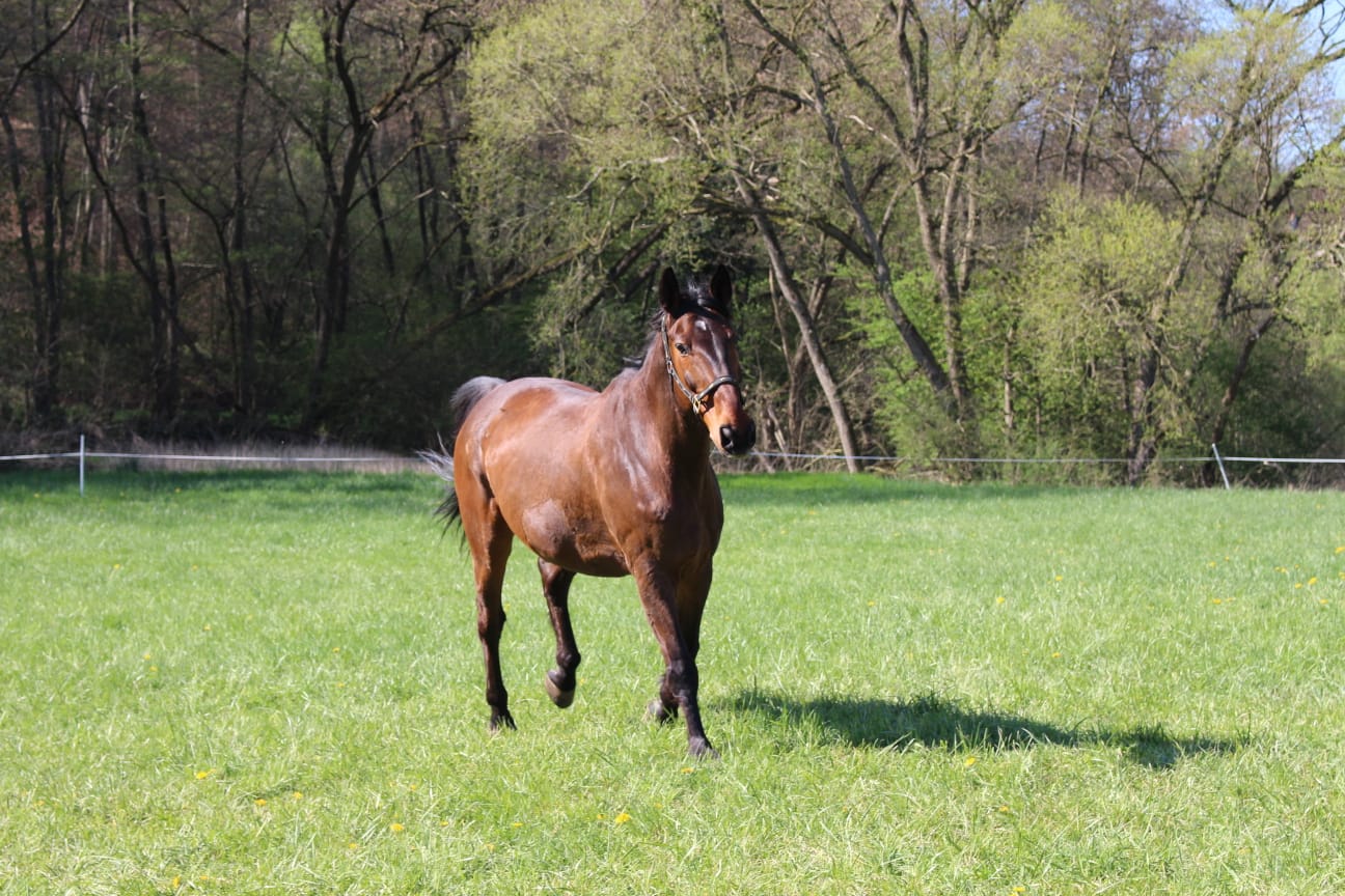 Schönes Pferd auf Wiese